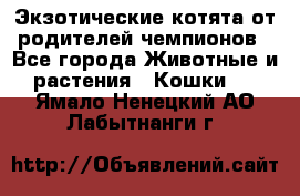  Экзотические котята от родителей чемпионов - Все города Животные и растения » Кошки   . Ямало-Ненецкий АО,Лабытнанги г.